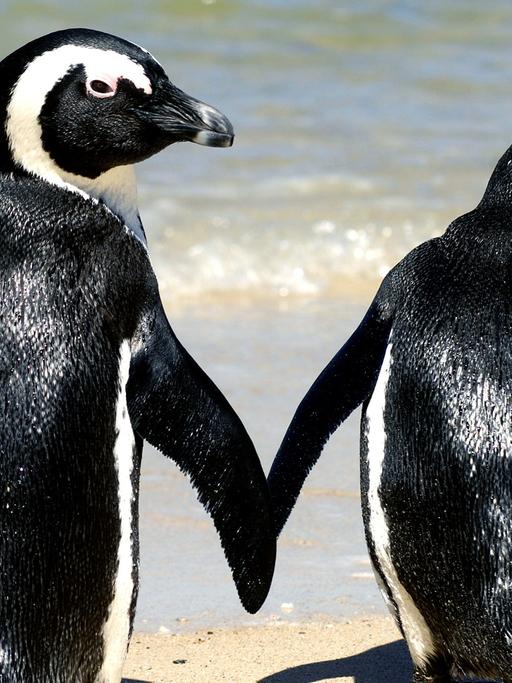 Zwei Afrikanische Pinguine am Strand.