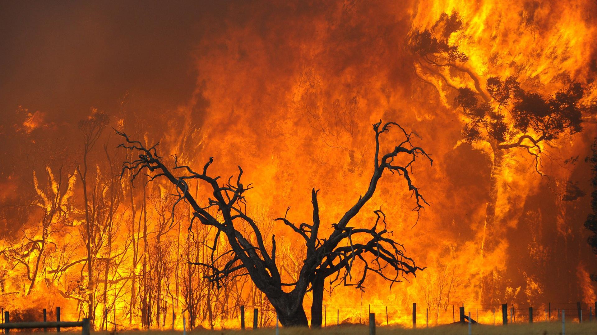Schwere Buschbrände in Australien: Zu sehen ist ein verkohlter Baum inmitten eines riesigen Feuers.