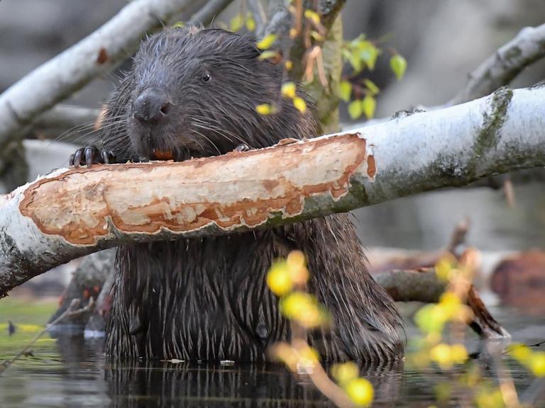 Ein europäischer Biber nagt an einer im Wasser liegenden Birke an der Drahendorfer Spree, einem Teilstück der rund 400 Kilometer langen Spree.