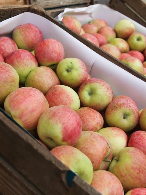 Ein Apfel-Stand in Warschau: Polen ist für Russland der größte Importeur von Äpfeln.
