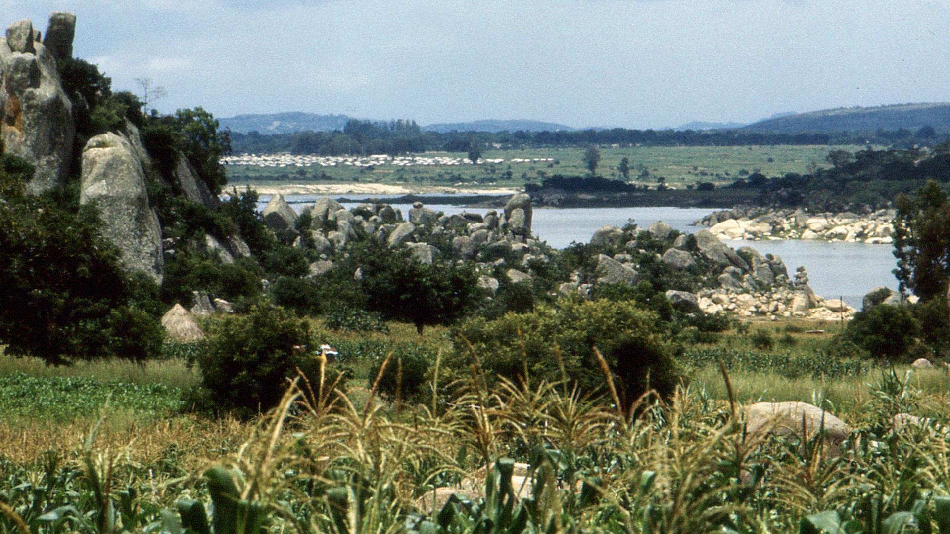 Blick auf ein Maisfeld, im Hintergrund ein Fluss und eine Viehherde in Simbabwe