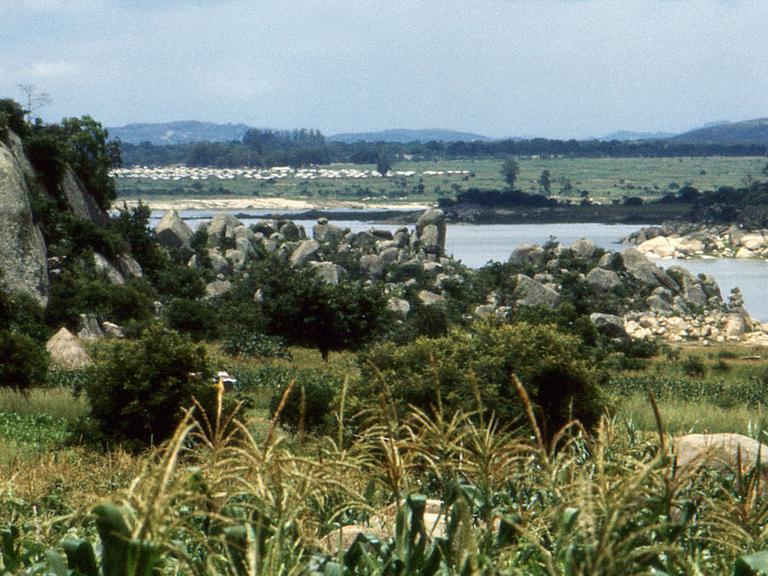 Ein Feld mit Mais, im Hintergrund ein Fluss und eine Viehherde in Simbabwe.