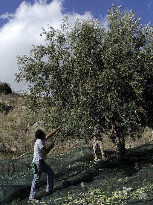 Olivenernte in Sizilien