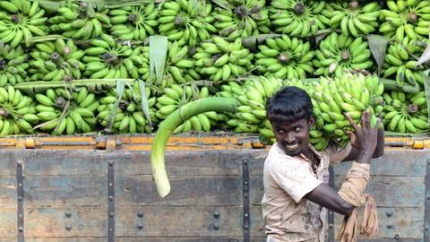 Ein indischer Arbeiter lädt Bananen von einem LKW ab.