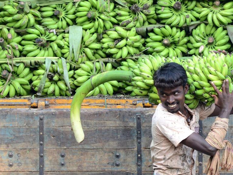 Ein indischer Arbeiter lädt Bananen von einem LKW ab.