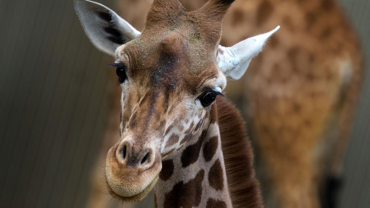 Giraffenweibchen Gaia im Giraffenhaus im Zoo in Dresden (Sachsen)