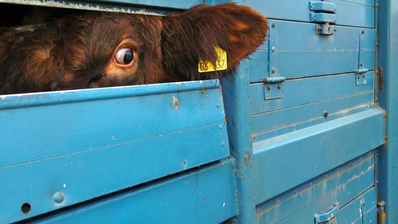 Ein Rind schaut während einer Polizeikontrolle eines Tiertransporters auf einem Parkplatz an der Autobahn 250 (Maschen-Lüneburg) verängstigt durch einen Belüftungsschlitz. Ein Rind schaut während einer Polizeikontrolle eines Tiertransporters auf einem Parkplatz an der Autobahn 250 (Maschen-Lüneburg) verängstigt durch einen Belüftungsschlitz.