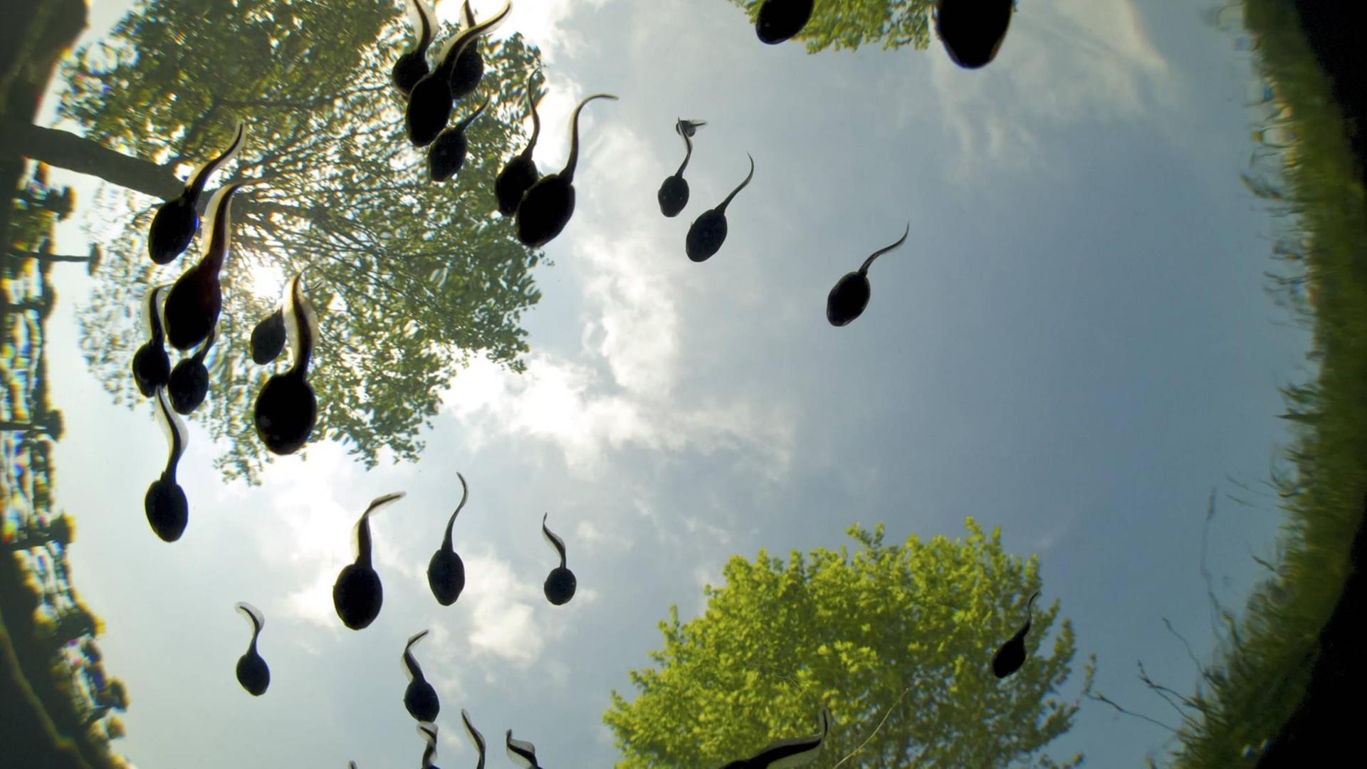 Kröten-Kaulquappen schwimmen in einem runden Teich