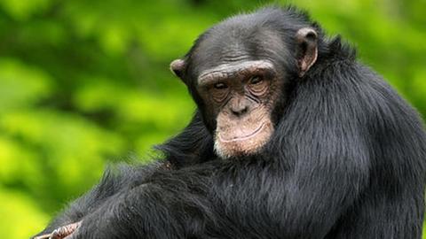 Schimpanse im Zoo von Southwick, Massachusetts USA