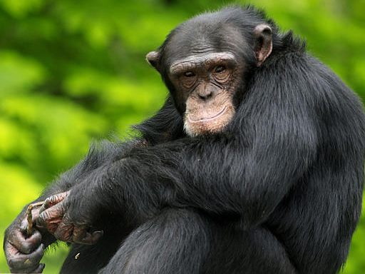 Schimpanse im Zoo von Southwick, Massachusetts USA