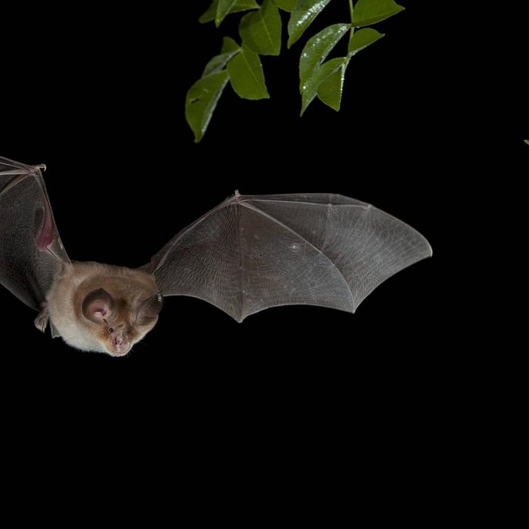 Eine Mittelmeer-Hufeisennase (Rhinolophus euryale) im Flug Eine Mittelmeer-Hufeisennase (Rhinolophus euryale) im Flug