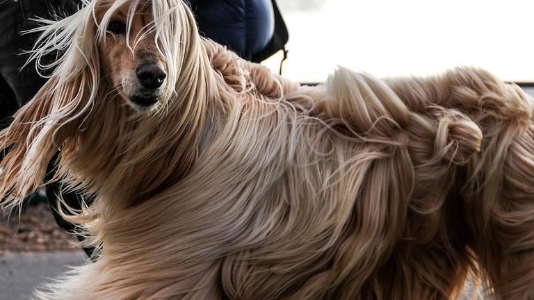 Ein Afghanischer Windhund beim Spaziergang in Brighton. Der Wind weht sein üppiges Fell durcheinander