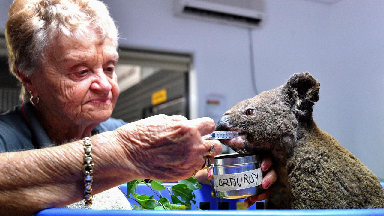 Eine Frau im australischen Port Macquarie versorgt einen bei den Buschbränden verletzten Koala.