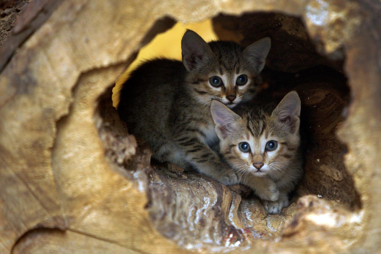 Zwei kleine Oman-Falbkatzen sitzen in einem Baumstumpf in ihrem Gehege im Zoo in Wuppertal. 