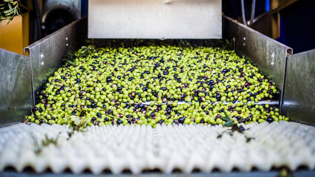 Oliven liegen auf einem Förderband: Olivenöl-Produktion in Serpa, Portugal