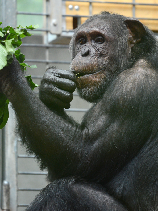 Ein Schimpanse frisst im Zoo Zweige.
