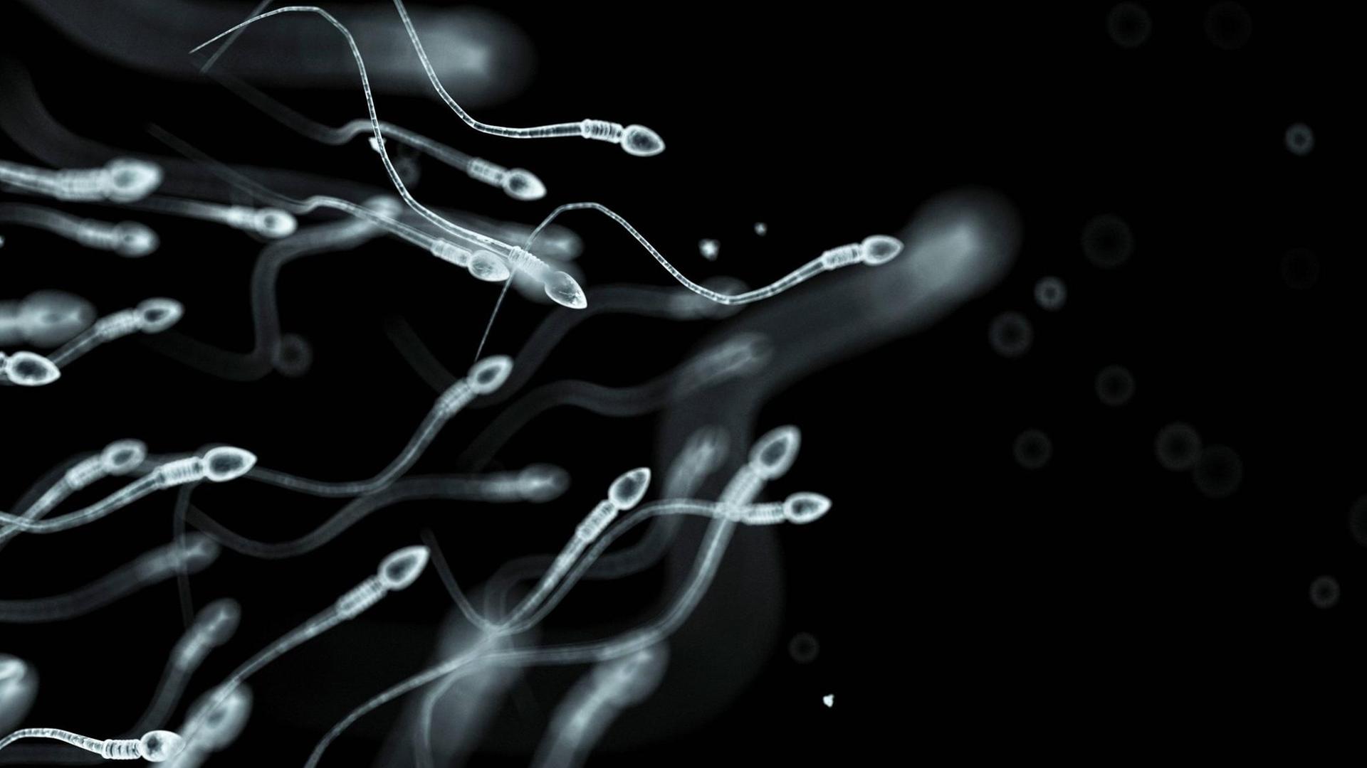 Zu sehen sind mehrere Spermien in einer mikroskopischen Nahaufnahme, die sich weiß-transparent vor einem dunklem Hintergrund fortbewegen.
