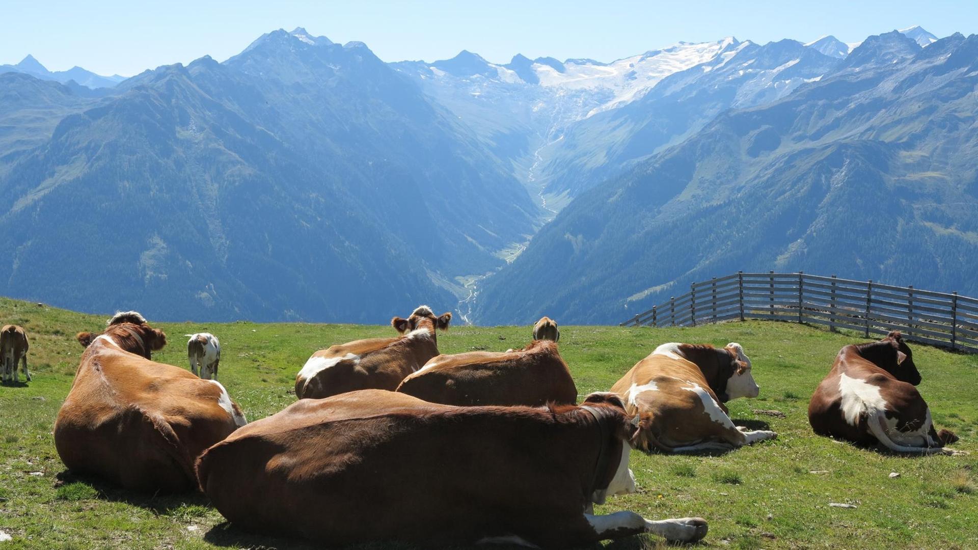 Kühe auf einer Almwiese am Wildkogel in Österreich.
