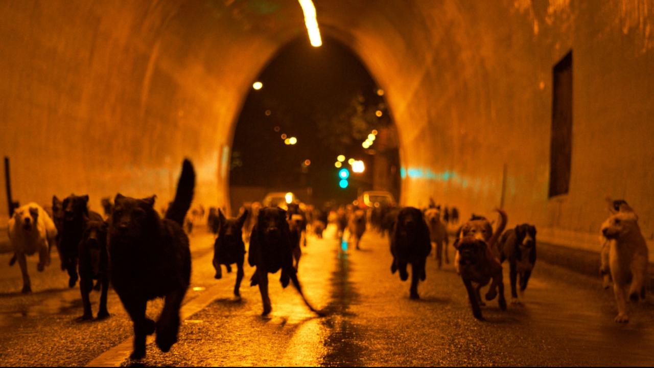 Hundemeute in einem Tunnel
