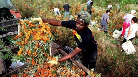 Saisonarbeiter  ernten  auf einer Sanddornplantage die orangefarbenen Beeren.