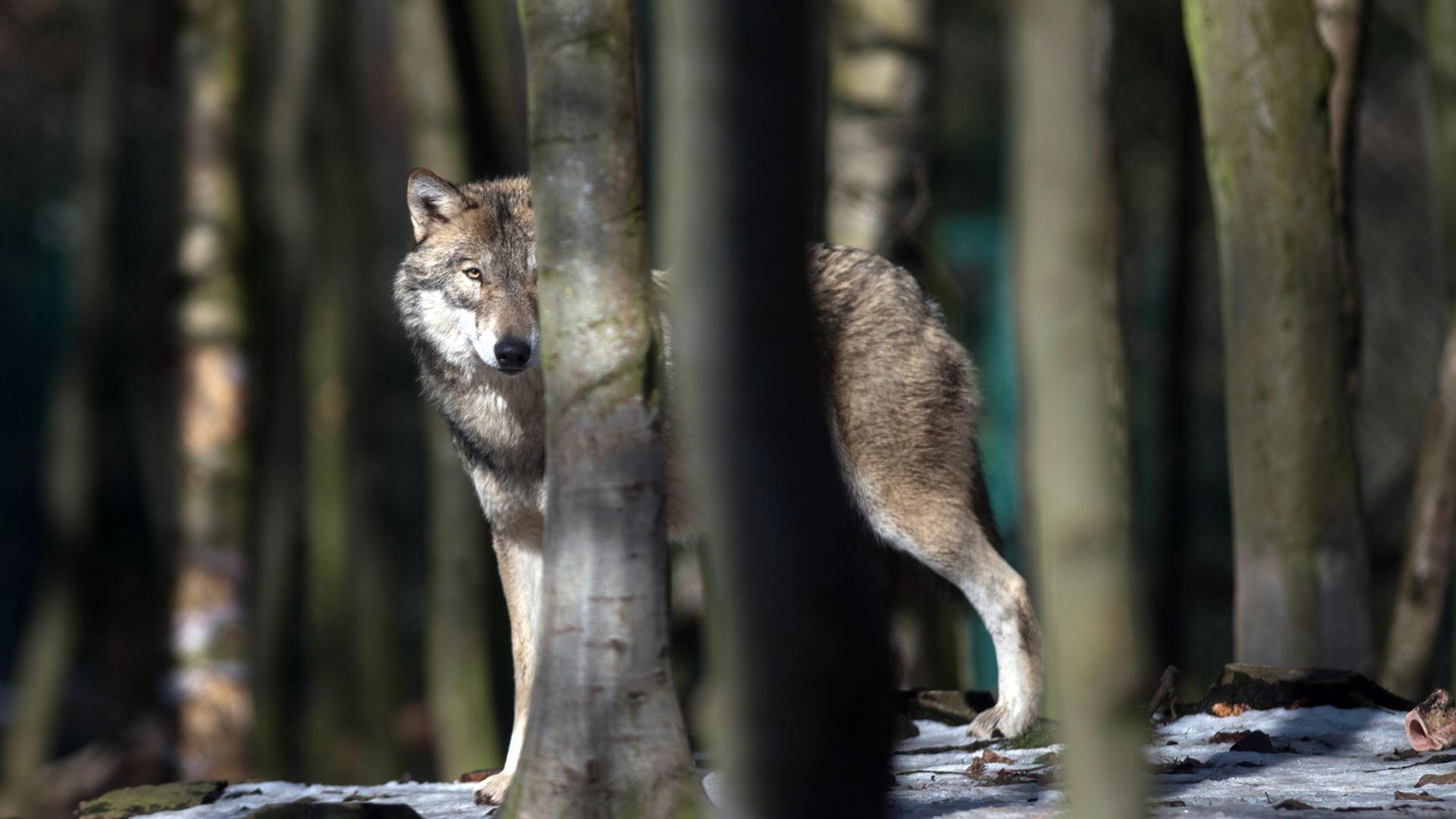 Sachsen führt neue Regeln im Umgang mit Wölfen ein