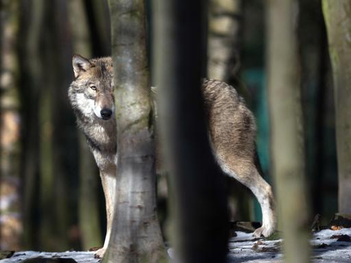 Ein Wolf schaut hinter Bäumen hervor.