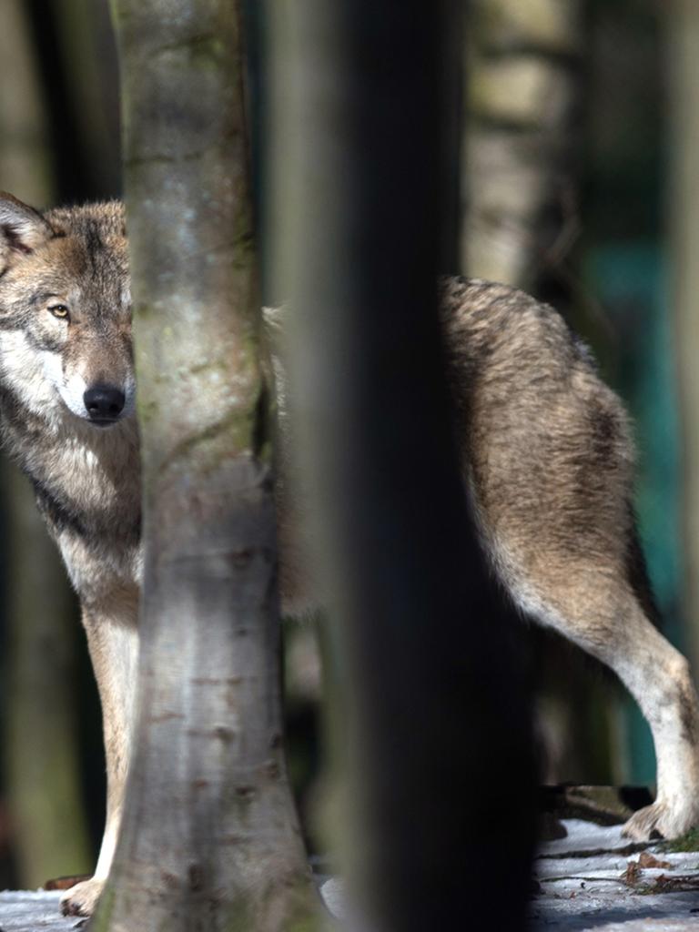 Ein Wolf schaut hinter Bäumen hervor.