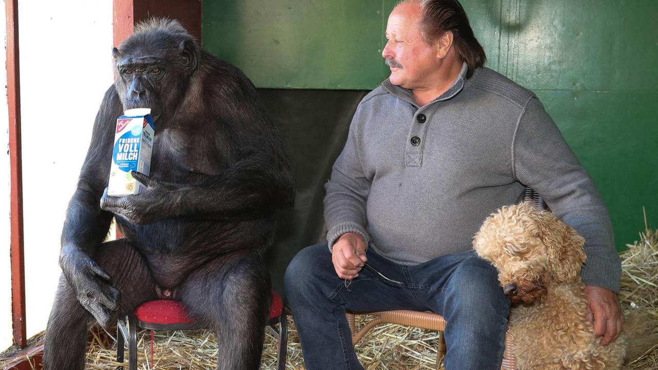Ein Milch trinkender Schimpanse und Zirkusdirektor Klaus Köhler sitzen in freundschaftlicher Haltung in einem Affengehege auf zwei Stühlen nebeneinander.