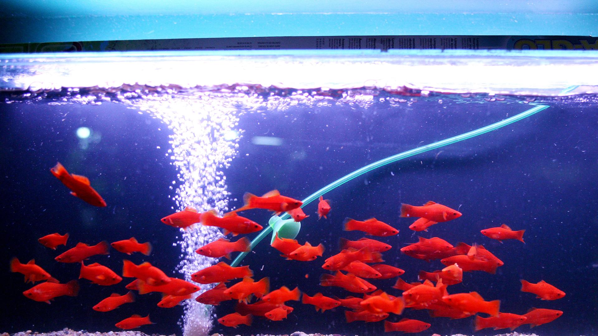 Ein Schwarm von Schwertträgerfischen kreist um die um die Luftblasen im Aquarium.