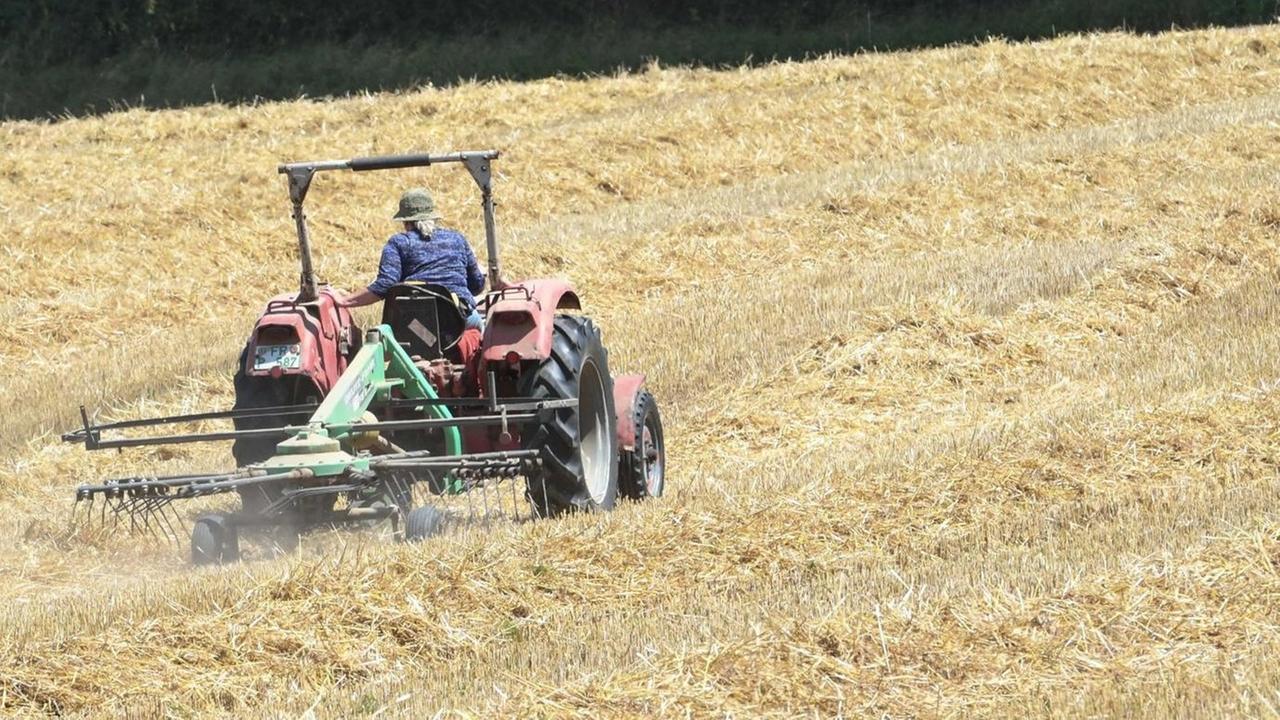 Ein Traktor auf einem abgeernteten Getreidefeld formiert das Stroh, damit Strohballen geerntet werden können.