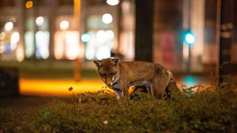 Ein Fuchs nachts am Berliner Alexanderplatz, im Hintergrund Lampen und Schaufenster.