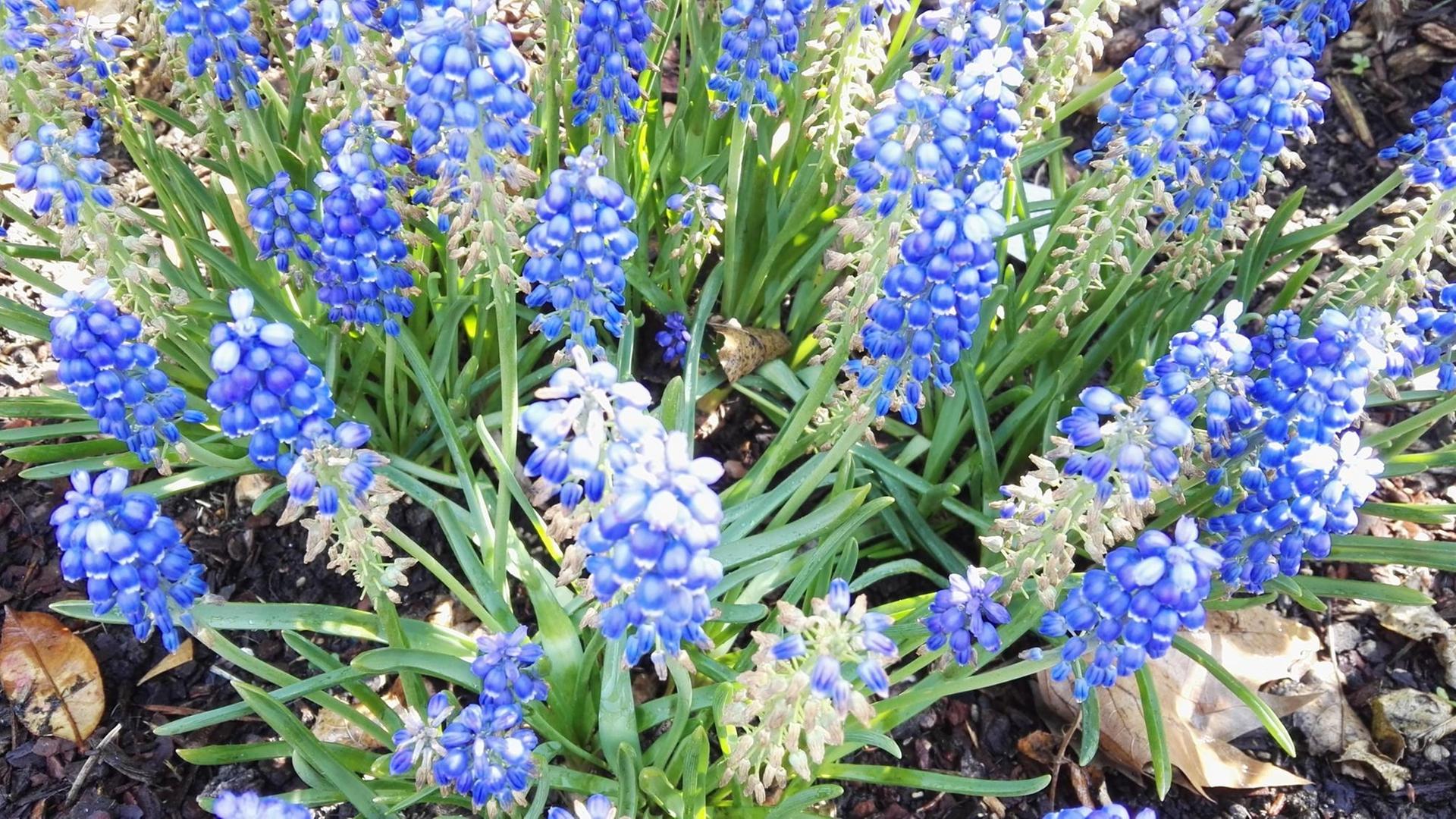 Blaue Feldblumen leuchten in der Sonne. Blaue Feldblumen leuchten in der Sonne.