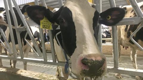 Eine Kuh der deutschen Rasse Friesisch-Holstein steht in einem Stall.