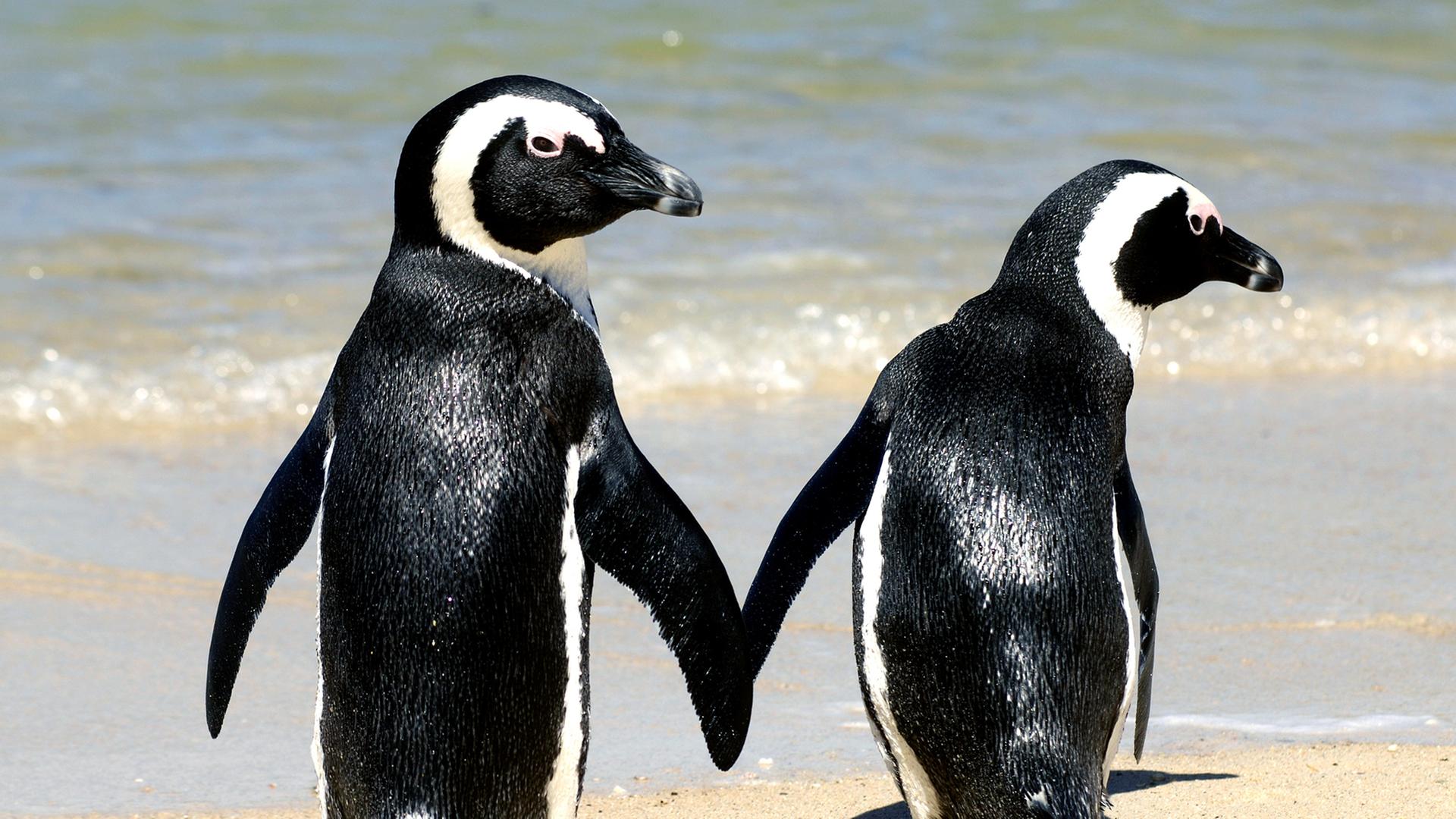 Zwei Afrikanische Pinguine am Strand. 