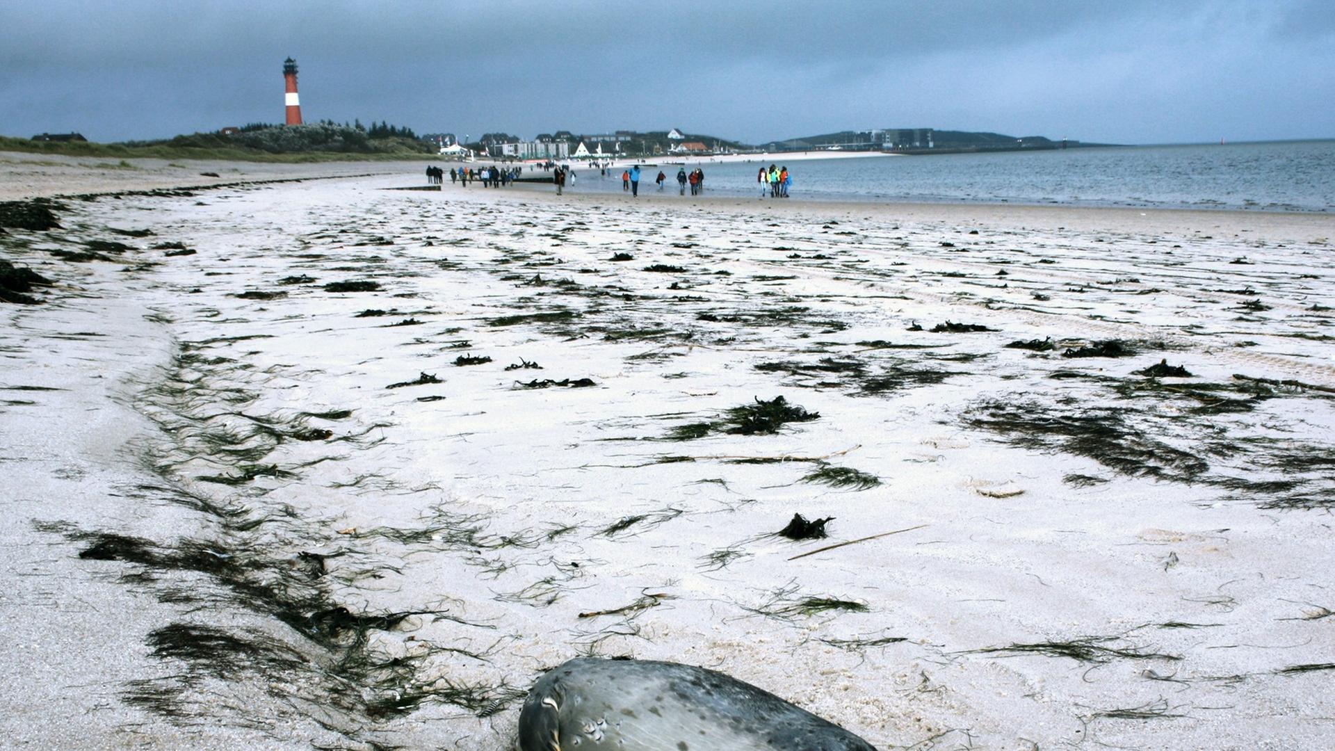 Ein toter Seehund liegt am 14.10.2014 am Strand von Hörnum (Schleswig-Holstein) auf der Nordseeinsel Sylt. Täglich finden Seehundjäger an den Stränden einiger Inseln derzeit tote Tiere - seit Oktober waren es 150.