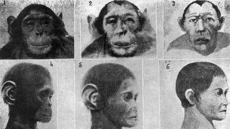 "Fotografien eines Hybriden", die ein mexikanischer Autor durch Überlagerung der fotografischen Bilder von Mensch (rechte Spalte) und Schimpanse (linke Spalte) erhalten hat. (Alfonso L. Herrera in Cuadernos de Cultura, 1933, Bd. 82, S. 16)