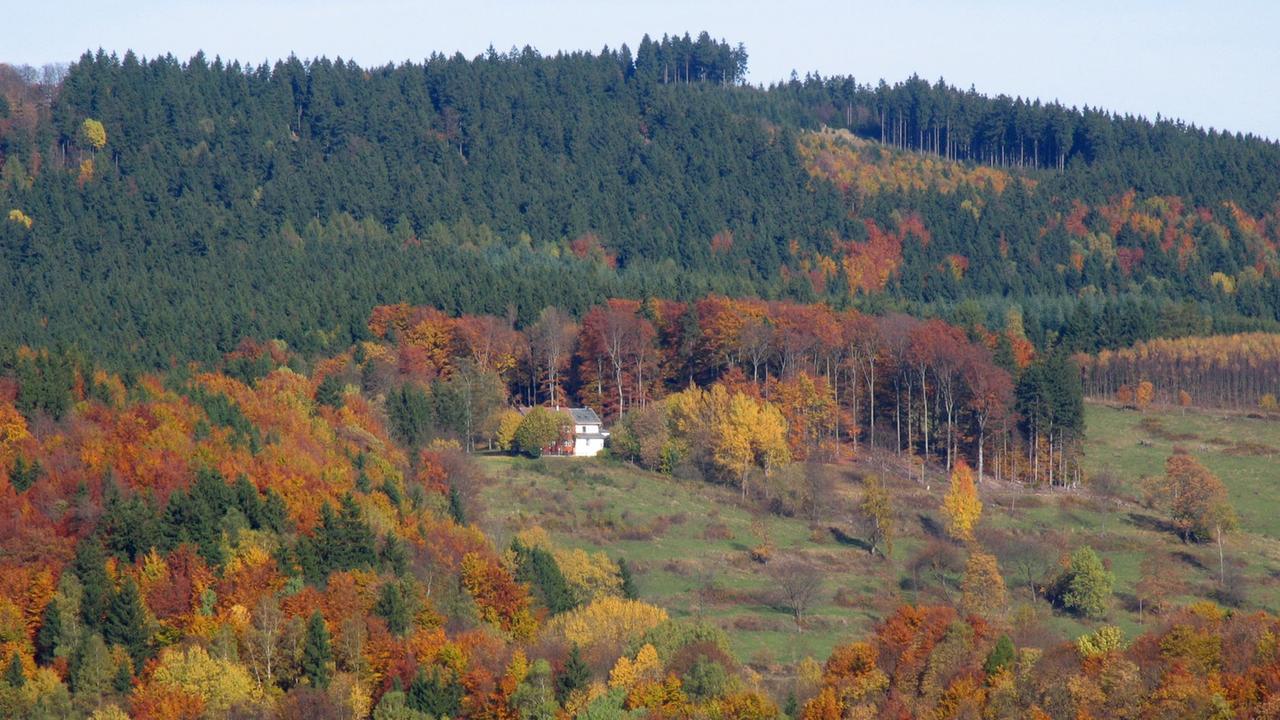 Herbstlich buntes Laub an den Bäumen im Thüringer Wald bei Kleinschmalkalden (Herbst 2013).