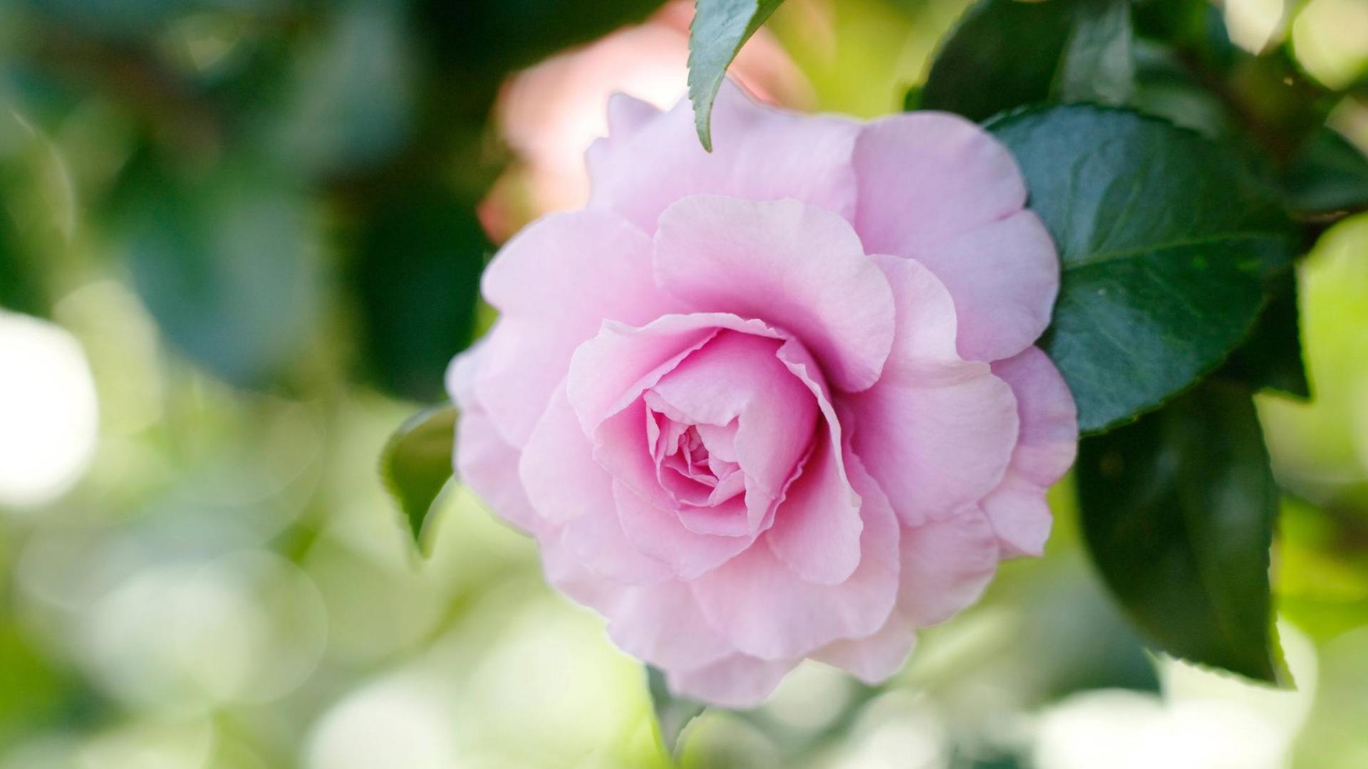 Eine rosafarbene Camellia Sasanqua