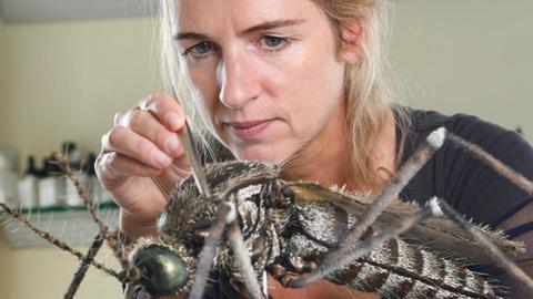 Julia Stoess arbeitet mit einer Pinzette an dem Modell einer Fliege.