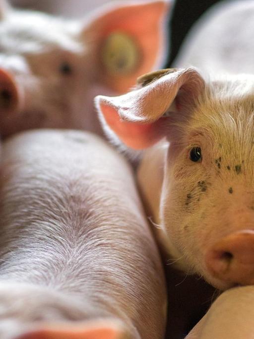 Schweinezuchtbetrieb in Nordwestmecklenburg - wenige Tage alten Ferkel liegen am 21.08.2014 in einer Box in den Abferkelställen der Tierzucht Gut Losten.