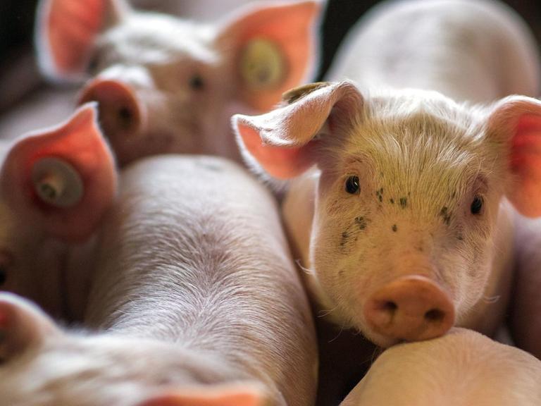 Schweinezuchtbetrieb in Nordwestmecklenburg - wenige Tage alten Ferkel liegen am 21.08.2014 in einer Box in den Abferkelställen der Tierzucht Gut Losten.