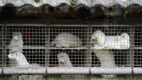 Dänemark, Gjoel: Nerze stehen ihren Käfigen in einem Bauernhof in Gjoel in Nordjütland.