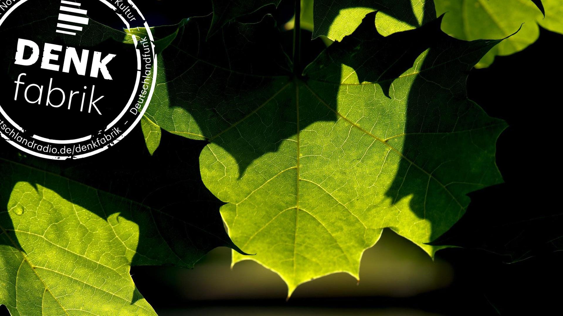 Licht und Schatten zeichnen sich am Freitag an satt grünen Blätter ab. Versehen mit Denkfabrik-Stempel.