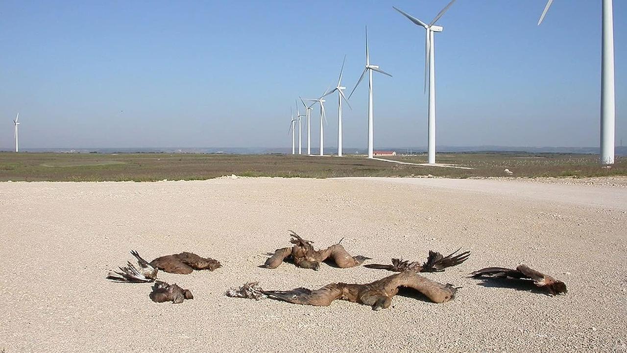 Im Still aus "Planet of the Humans" liegen tote Vögel unter Windrädern.