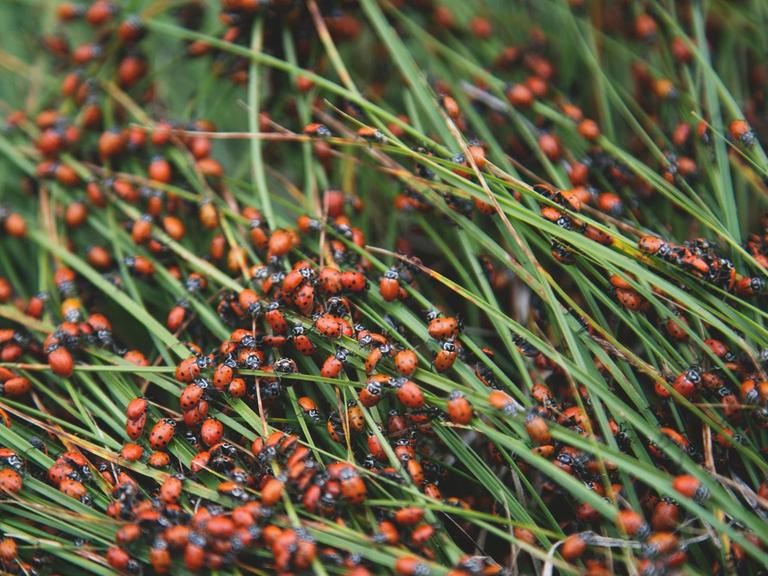 Hunderte von Marienkäfern tummeln sich auf Grashalmen.