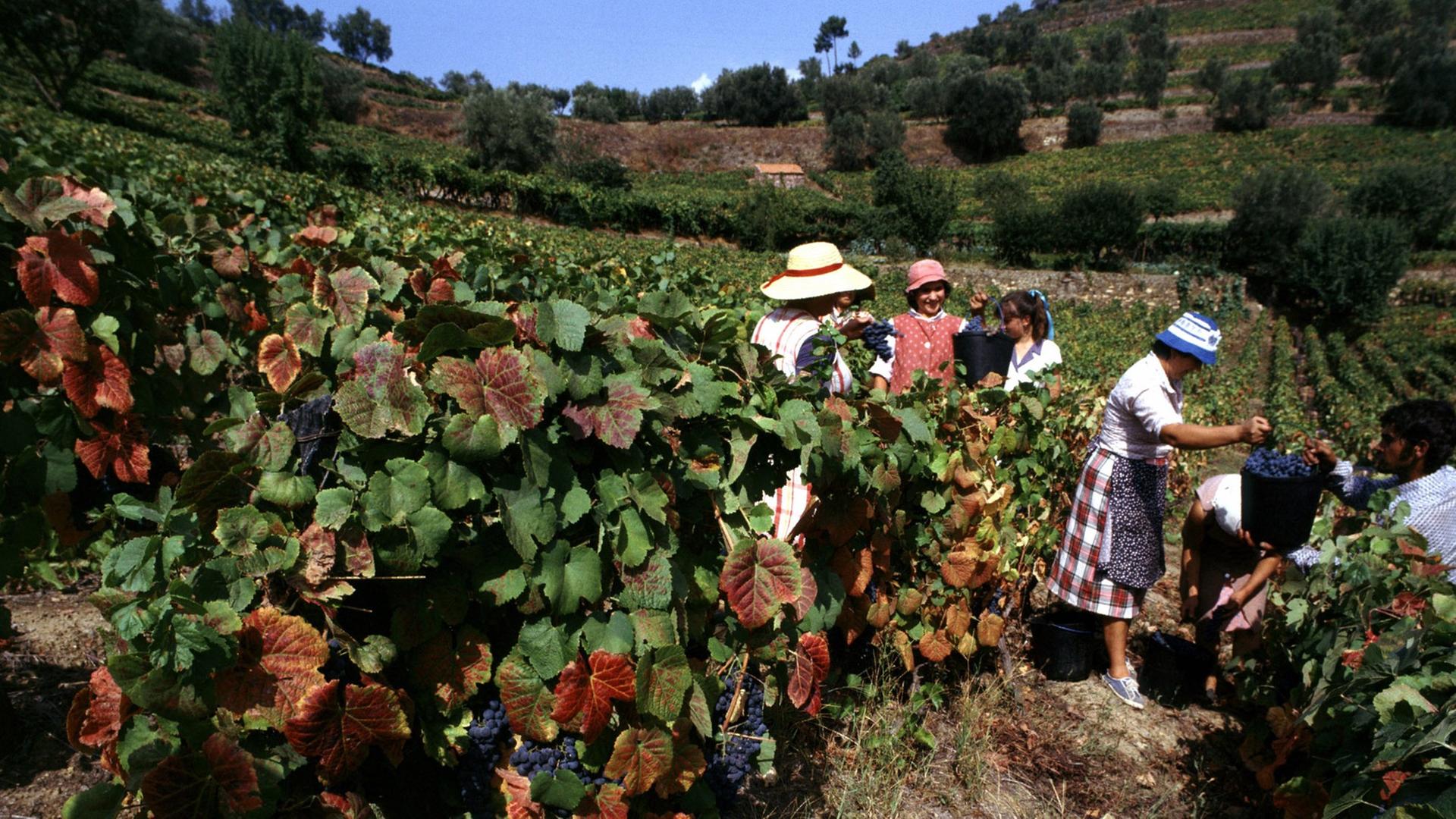Weinlese in einem Weinberg im Douro-Tal im Norden des Landes. Aus den Trauben wird u.a. auch Portwein hergestellt.