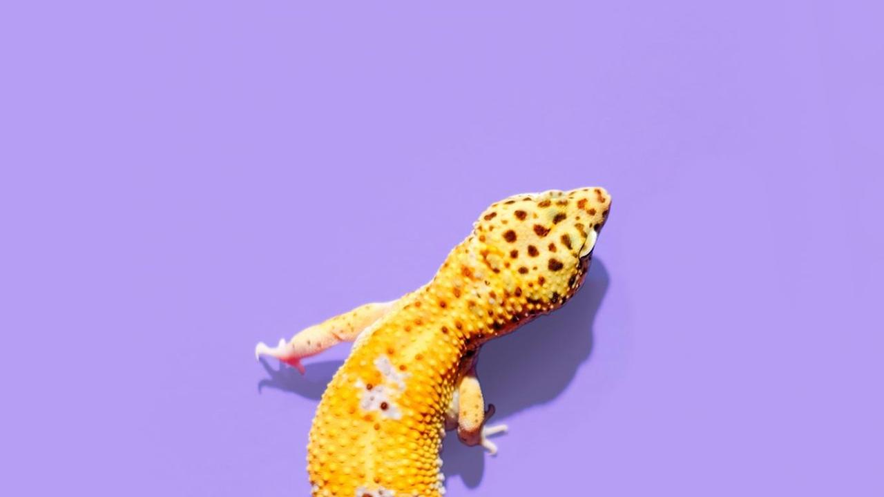 Ein gelber Gecko vor violettem Hintergrund