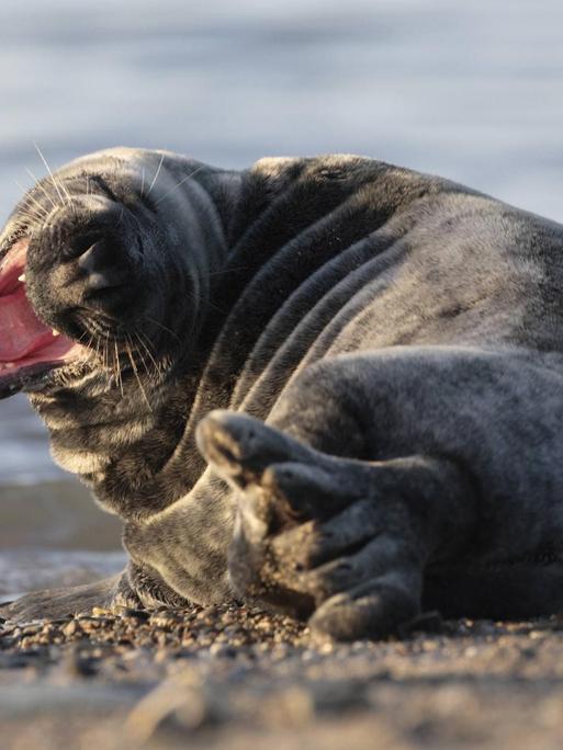 Eine Robbe am Strand mit geöffnetem Maul und scharfen Zähnen.
