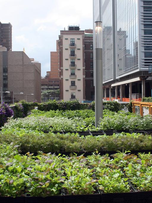 Gemeinschaftsprojekt Urban Gardening in New York
