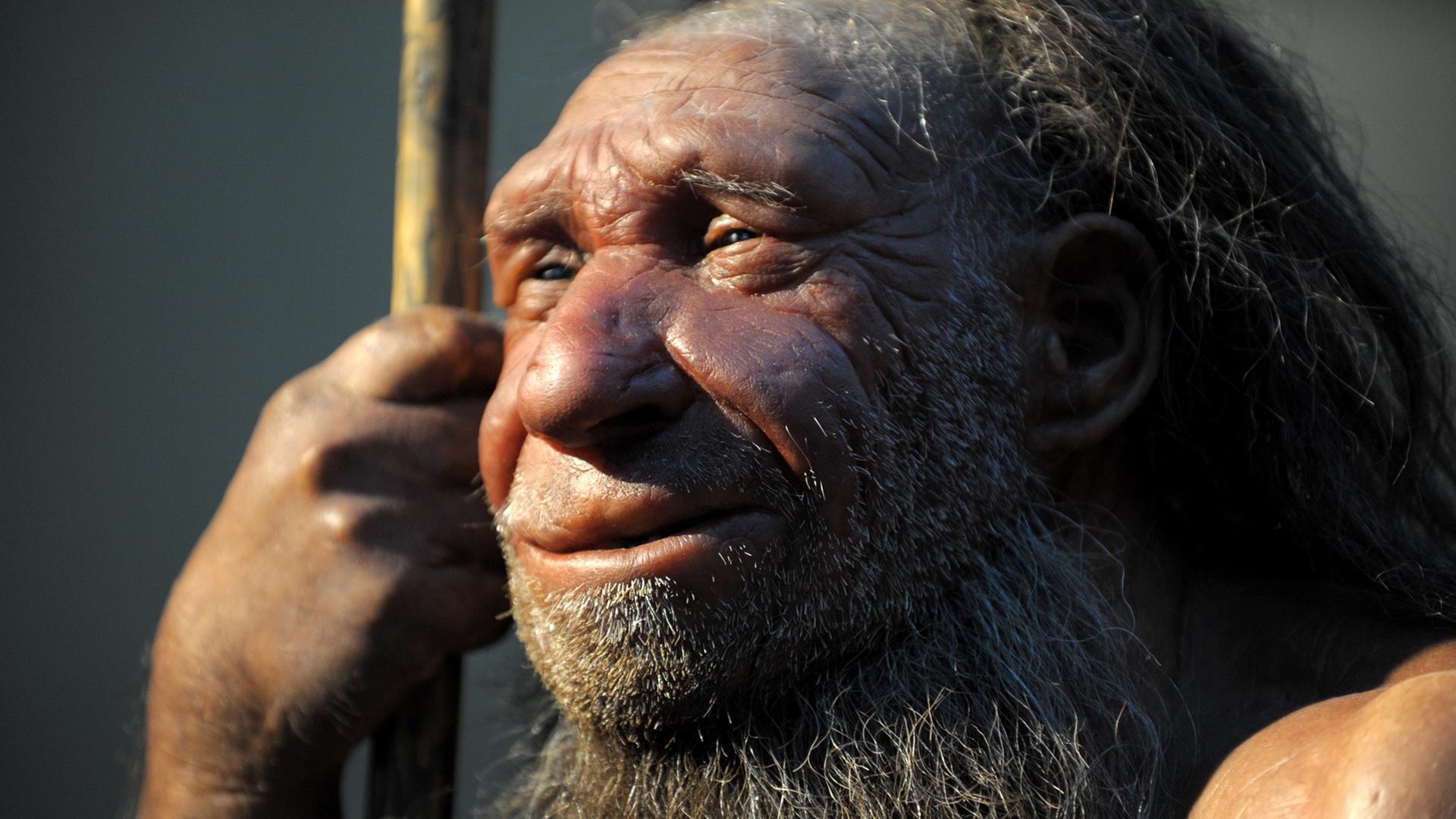 Die Nachbildung eines älteren Neandertalers